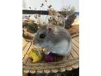Adopt Aurely a Silver or Gray Hamster / Mixed small animal in Montreal