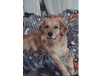 Adopt Syla - Courtesy Listing a Red/Golden/Orange/Chestnut Golden Retriever /