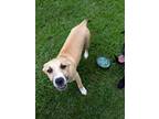 Adopt Lady a Tan/Yellow/Fawn - with White Labrador Retriever / Mixed dog in