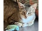 Adopt Magenta a Brown or Chocolate Domestic Shorthair / Domestic Shorthair /