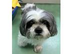 Adopt Elizabeth a White - with Gray or Silver Shih Tzu / Mixed dog in New York