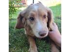 Adopt Shannon a Golden Retriever / Mixed Breed (Medium) / Mixed dog in Tomah