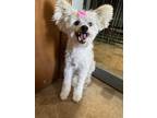 Adopt Pearl a White Chinese Crested / Mixed dog in Westfield, IN (34617432)