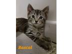 Adopt Rascal a Gray or Blue Domestic Shorthair / Domestic Shorthair / Mixed cat