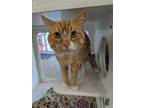 Adopt Momo - Stratford a Orange or Red Domestic Shorthair / Domestic Shorthair /