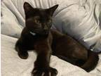 Adopt Ariel a All Black Domestic Shorthair (short coat) cat in Victorville