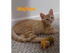 Adopt Mufasa a Orange or Red Domestic Shorthair / Domestic Shorthair / Mixed cat