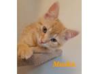 Adopt Mushu a Orange or Red Domestic Shorthair / Domestic Shorthair / Mixed cat