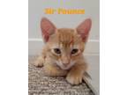 Adopt Sir Pounce a Orange or Red Domestic Shorthair / Domestic Shorthair / Mixed
