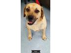 Adopt Reggie a Tan/Yellow/Fawn Black Mouth Cur / Mixed dog in Key Largo