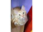 Adopt Hawaiian Punch a Orange or Red Tabby Domestic Longhair (long coat) cat in