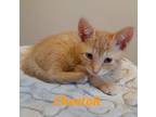 Adopt Cheetoh a Orange or Red Domestic Shorthair / Domestic Shorthair / Mixed