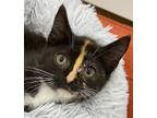 Adopt Stripe a Calico or Dilute Calico Domestic Shorthair (short coat) cat in