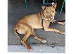 Adopt Raja a Tan/Yellow/Fawn Pit Bull Terrier / Mixed dog in Gilbert
