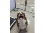 Adopt Yuri a Red/Golden/Orange/Chestnut Nova Scotia Duck-Tolling Retriever /