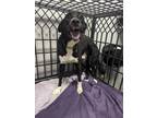 Adopt Wawa a Black Labrador Retriever / Border Collie / Mixed dog in Belleville
