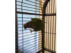 Adopt 53703291 a Green Conure / Mixed bird in Montreal, QC (38596217)
