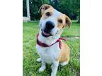 Adopt Cowboy! a White - with Red, Golden, Orange or Chestnut Australian Cattle