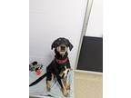 Adopt Bowser a Black Rottweiler / German Shepherd Dog / Mixed dog in Belleville