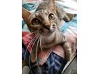 Adopt Debi a Brown Tabby Domestic Shorthair (short coat) cat in Milwaukee