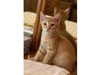 Adopt Rocket a Orange or Red American Bobtail (short coat) cat in Weatherford