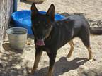 Adopt Stella a Black German Shepherd Dog / Mixed dog in Silver Springs