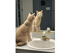 Adopt Vaughn a Orange or Red Tabby American Shorthair (short coat) cat in