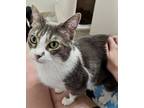 Adopt Zola a Gray or Blue Domestic Shorthair / Domestic Shorthair / Mixed cat in