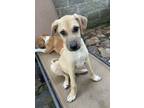 Adopt Noodle a Tan/Yellow/Fawn Shepherd (Unknown Type) / Mixed dog in Heber