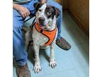 Adopt Sammy a White - with Black English Pointer / Mixed dog in Luttrell