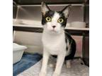 Adopt Donna 17621 (Cookie) a All Black Domestic Shorthair / Mixed cat in
