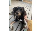 Adopt Doppio a Black - with Brown, Red, Golden, Orange or Chestnut Border Collie