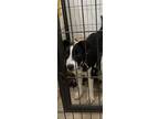 Adopt Stormy a Border Collie