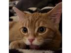 Adopt Chicken Fry a Orange or Red Domestic Shorthair / Mixed cat in Hanna City