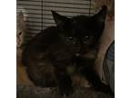 Adopt Cheese Fry a Tortoiseshell Domestic Shorthair / Mixed cat in Hanna City