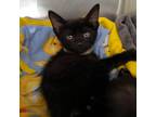 Adopt Olive a All Black Domestic Shorthair / Mixed cat in Hanna City