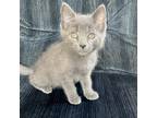 Adopt Smokey a Gray or Blue Domestic Shorthair / Mixed cat in Hanna City