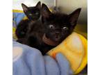 Adopt Kiwi a All Black Domestic Shorthair / Mixed cat in Hanna City