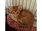 Adopt Rooster a Orange or Red Domestic Shorthair / Mixed cat in Hanna City