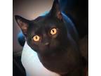 Adopt Amelia a All Black Domestic Shorthair / Mixed cat in Hanna City