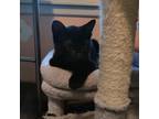 Adopt Berlios a All Black Domestic Shorthair / Mixed cat in Hanna City