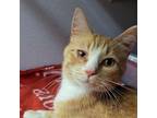 Adopt Kolbie a Orange or Red Domestic Shorthair / Mixed cat in Milford
