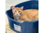 Adopt Hamish a Orange or Red Domestic Mediumhair / Mixed cat in Milford