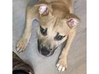 Adopt Pablo a Brown/Chocolate - with Black Black Mouth Cur / Mixed dog in