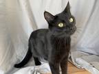 Adopt Hazel a All Black Domestic Shorthair (short coat) cat in Republic