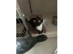 Adopt Louie a All Black Domestic Shorthair (medium coat) cat in Los Alamos