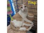 Adopt Tiny a Orange or Red Domestic Shorthair / Domestic Shorthair / Mixed cat