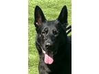 Adopt Misha a Black - with Tan, Yellow or Fawn German Shepherd Dog / Mixed dog