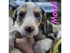 Adopt Moxxi a Catahoula Leopard Dog, Border Collie