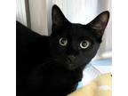 Adopt Joey a All Black Domestic Shorthair / Mixed cat in Salt Lake City